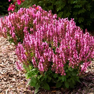 Шалфей (сальвия) дубравный Роуз Квин
Шалфей (сальвия) дубравный Роуз Квин