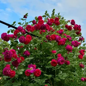 Роза Фальстаф плетистая, Imperial Rose
Роза Фальстаф плетистая, Imperial Rose