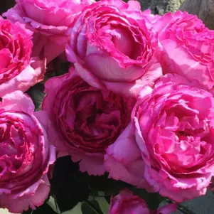 Роза Ив Пьяже чайно-гибридная, Top Roses
Роза Ив Пьяже чайно-гибридная, Top Roses
