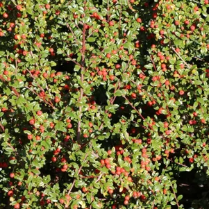 Кизильник Даммера Миранда
Кизильник Даммера Миранда