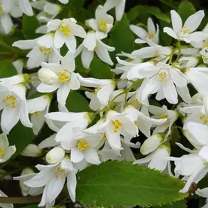 Дейция изящная Никко
Дейция изящная Никко