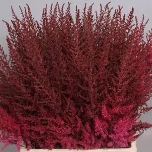 Астильба Арендса Поль Гардер
Астильба Арендса Поль Гардер