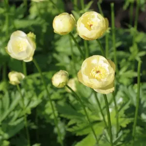 Купальница Нью Мун
Купальница Нью Мун