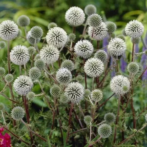 Мордовник Арктик Глоу
Мордовник Арктик Глоу