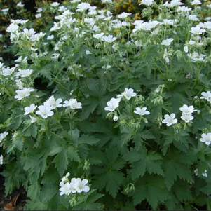 Герань лесная Альбум
Герань лесная Альбум