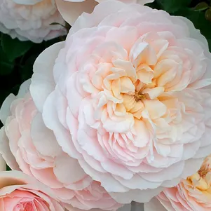 Роза Эмили Бронте
Роза Эмили Бронте