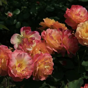 Роза Приер Де Сан-Косм
Роза Приер Де Сан-Косм