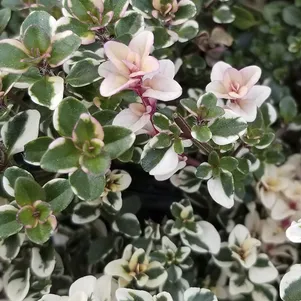 Тимьян блошиный Фоксли
Тимьян блошиный Фоксли