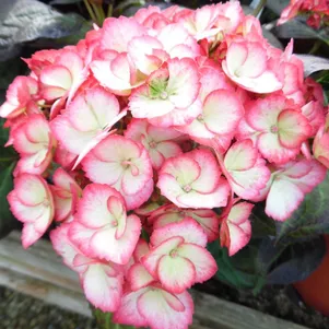 Гортензия Шарм крупнолистная
Гортензия Шарм крупнолистная