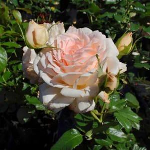 Роза Чандоз Бьюти чайно-гибридная
Роза Чандоз Бьюти чайно-гибридная