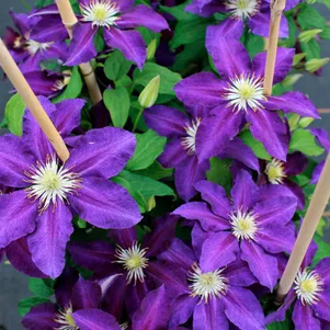 Клематис Вагабонд крупноцветковый (2)
Клематис Вагабонд крупноцветковый (2)