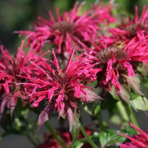 Монарда Махогани
Монарда Махогани