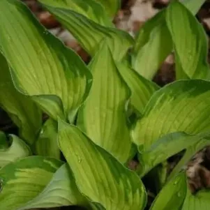 Хоста Шармон (M)
Хоста Шармон (M)