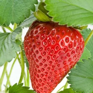 Клубника Альбион ремонтантная сладкая крупноплодная
Клубника Альбион ремонтантная сладкая крупноплодная