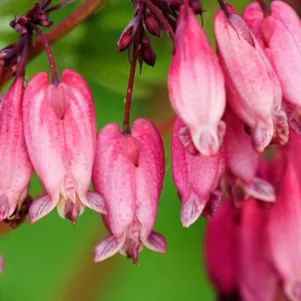 Дицентра Адриан Блум красивая
Дицентра Адриан Блум красивая