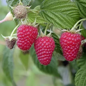 Малина Маравилла
Малина Маравилла