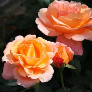 Роза Черри Бренди
Роза Черри Бренди