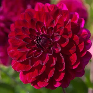 Георгина Блю Берд декоративная
Георгина Блю Берд декоративная