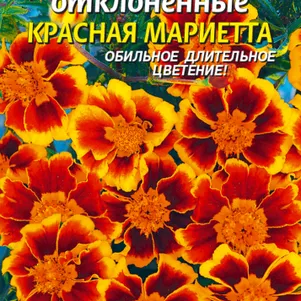 Бархатцы Красная Мариетта 45 шт, Плазменные семена
Бархатцы Красная Мариетта 45 шт, Плазменные семена