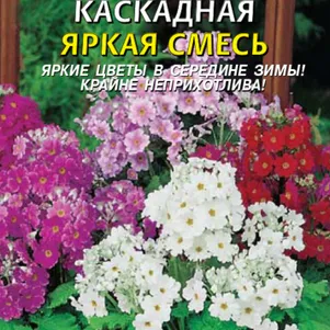 Примула каскадная Яркая смесь 18 шт Плазменные семена
Примула каскадная Яркая смесь 18 шт Плазменные семена