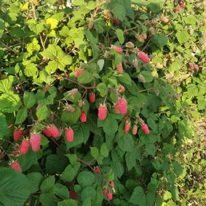 Малина Пшехиба
Малина Пшехиба