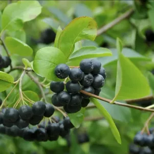 Черноплодная рябина (Арония) Мулатка
Черноплодная рябина (Арония) Мулатка