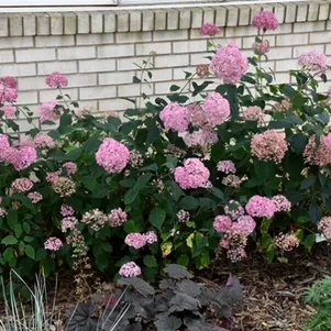 Гортензия Белла Анна древовидная
Гортензия Белла Анна древовидная