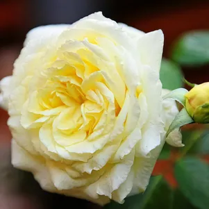 Роза Эльф плетистая
Роза Эльф плетистая