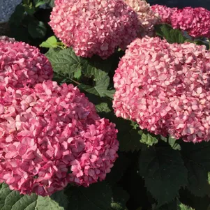 Гортензия Белла Рагацца Муветта древовидная
Гортензия Белла Рагацца Муветта древовидная