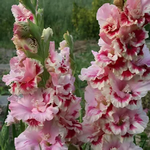 Гладиолус Джордж Сорос
Гладиолус Джордж Сорос