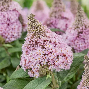 Буддлея Давида Литл Рокстарс розовая
Буддлея Давида Литл Рокстарс розовая