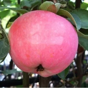 Яблоня Женева Эрли
Яблоня Женева Эрли