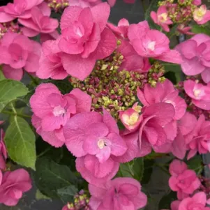 Гортензия Флейм Хот Пинк крупнолистная
Гортензия Флейм Хот Пинк крупнолистная