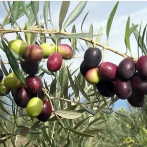 Олива Пикуаль
Олива Пикуаль