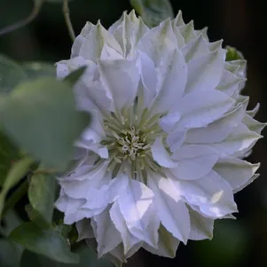 Клематис Руриокоши крупноцветковый (2)
Клематис Руриокоши крупноцветковый (2)