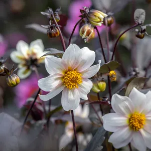 Георгина Делегрия Вайт воротничковая
Георгина Делегрия Вайт воротничковая