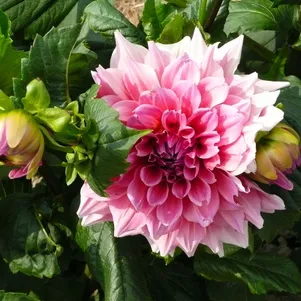 Георгина Премиум 18 (МАКСИ) декоративная
Георгина Премиум 18 (МАКСИ) декоративная