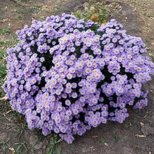 Астра новоанглийская Пепл Дом
Астра новоанглийская Пепл Дом