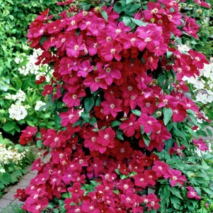 Клематис Эрнест Маркхем крупноцветковый (3)
Клематис Эрнест Маркхем крупноцветковый (3)