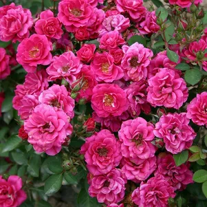 Роза Блю Парад миниатюрная, Imperial Rose
Роза Блю Парад миниатюрная, Imperial Rose