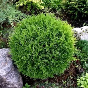 Туя шаровидная Тини Тим
Туя шаровидная Тини Тим