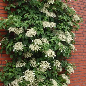 Гортензия черешковая
Гортензия черешковая