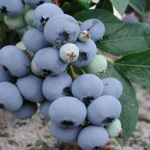 Голубика Блюголд
Голубика Блюголд