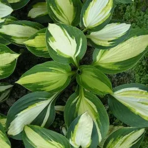 Хоста Колор Фестивал (SM)
Хоста Колор Фестивал (SM)