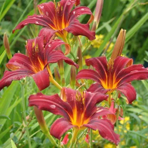 Лилейник Кримсон Пират
Лилейник Кримсон Пират