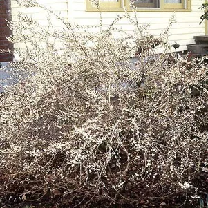 Абелиолистник (Форзиция белая)
Абелиолистник (Форзиция белая)