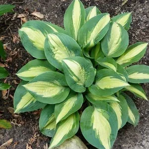 Хоста Чайн Лайтнин (M)
Хоста Чайн Лайтнин (M)