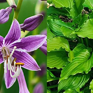 Хоста Пепл Сенсейшн (М)
Хоста Пепл Сенсейшн (М)