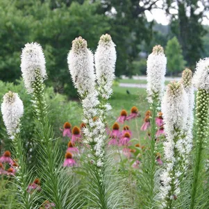 Лиатрис Спиката Альба 10шт.
Лиатрис Спиката Альба 10шт.