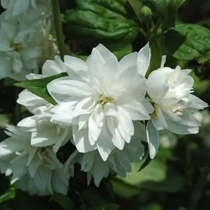 Чубушник Миннесота Сноуфлейк
Чубушник Миннесота Сноуфлейк